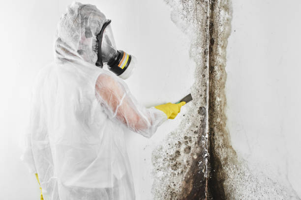 Best Crawl Space Mold Remediation in Enon, OH