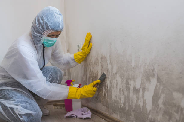 Best Crawl Space Mold Remediation in Enon, OH