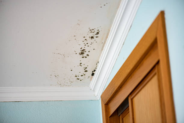 Best Insurance-Related Mold Remediation in Enon, OH