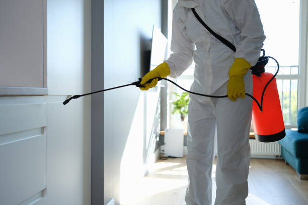 Best Post-Flood Mold Remediation in Enon, OH
