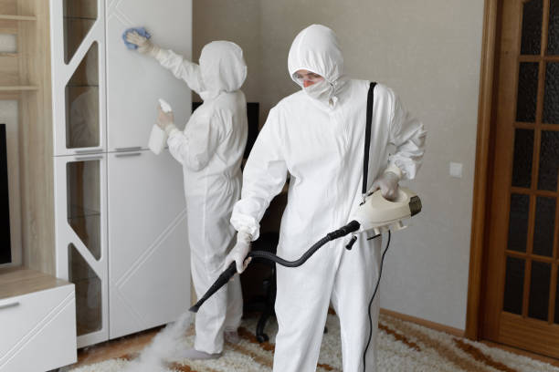 Best Insurance-Related Mold Remediation in Enon, OH