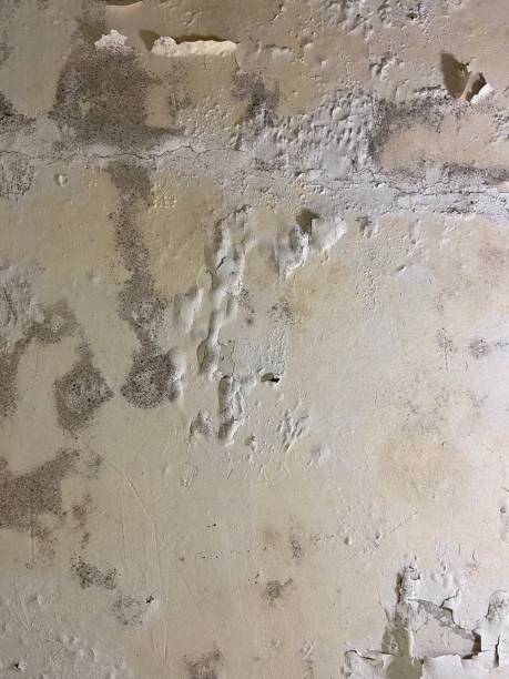 Best Crawl Space Mold Remediation in Enon, OH