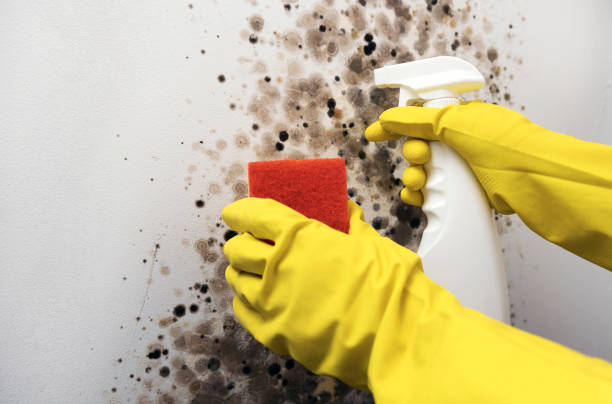 Best Residential Mold Remediation in Enon, OH