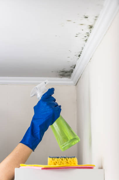 Best Residential Mold Remediation in Enon, OH